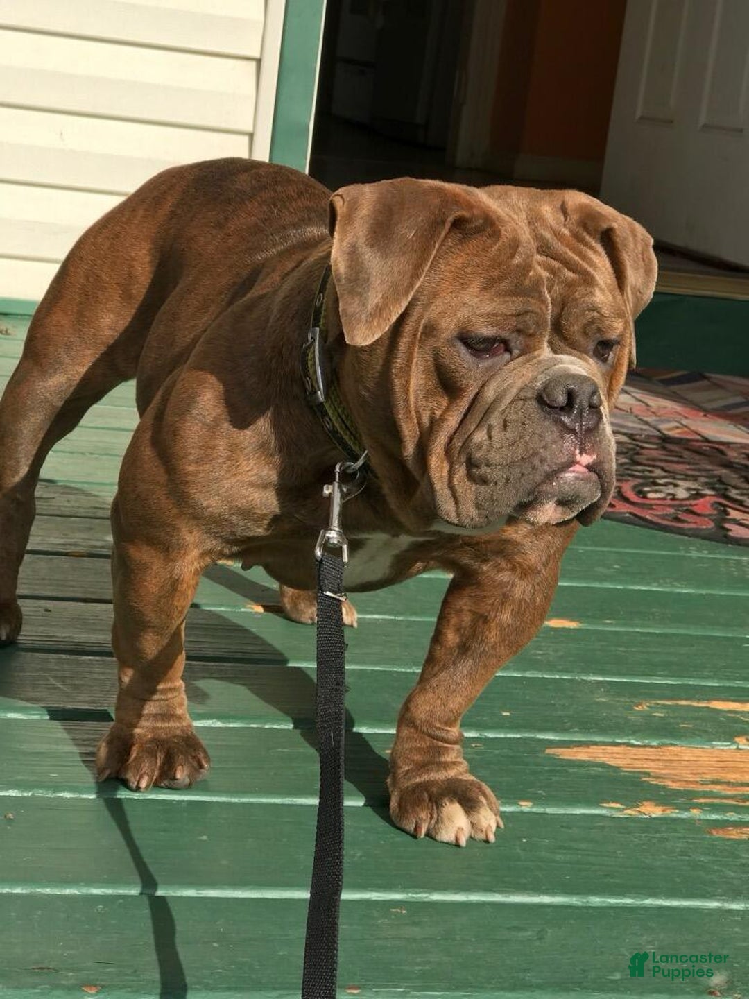 English Bulldog dogs for sale: Peanut - Ad 2