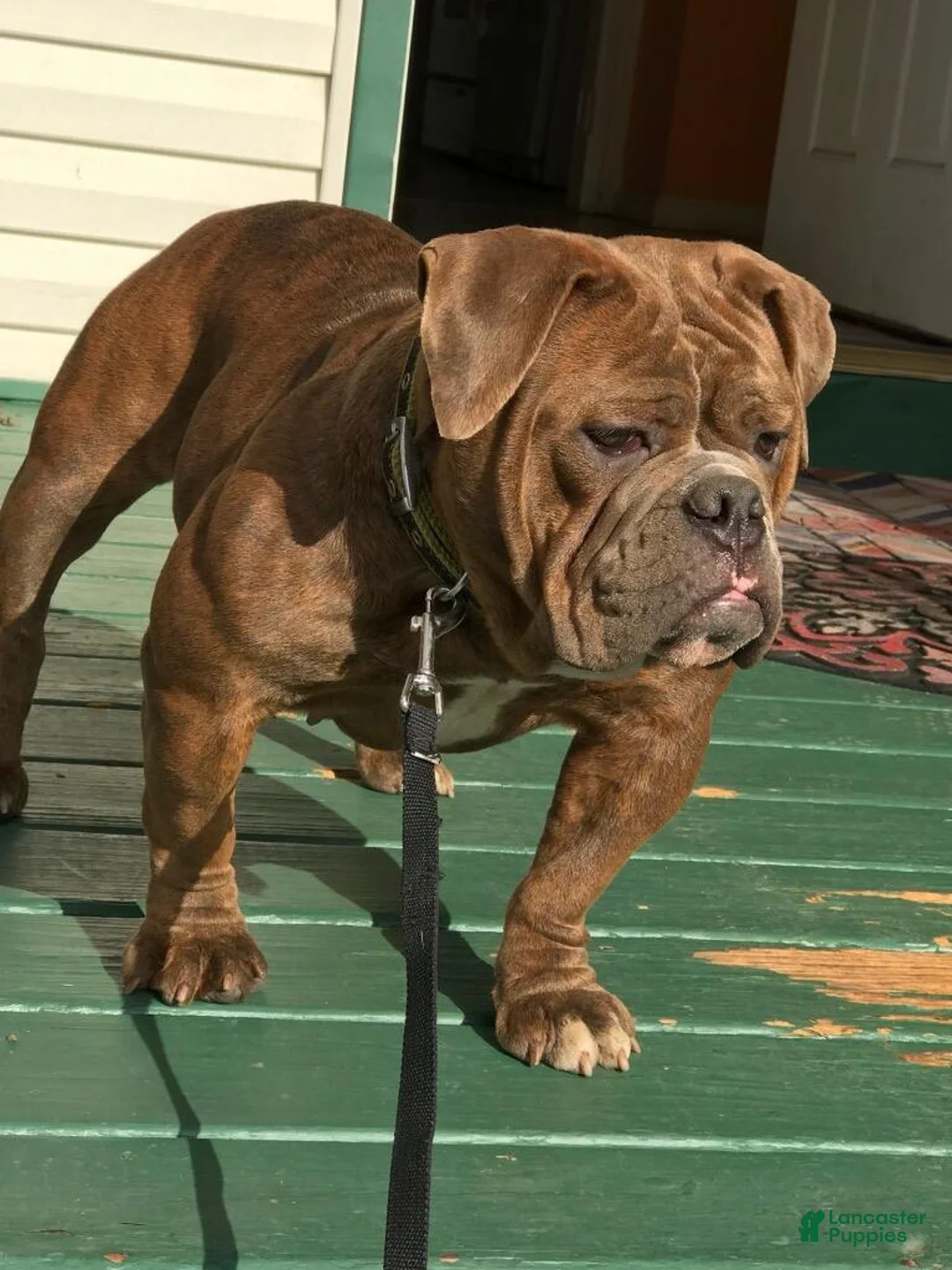 English Bulldog dogs for sale: Peanut - Ad 2