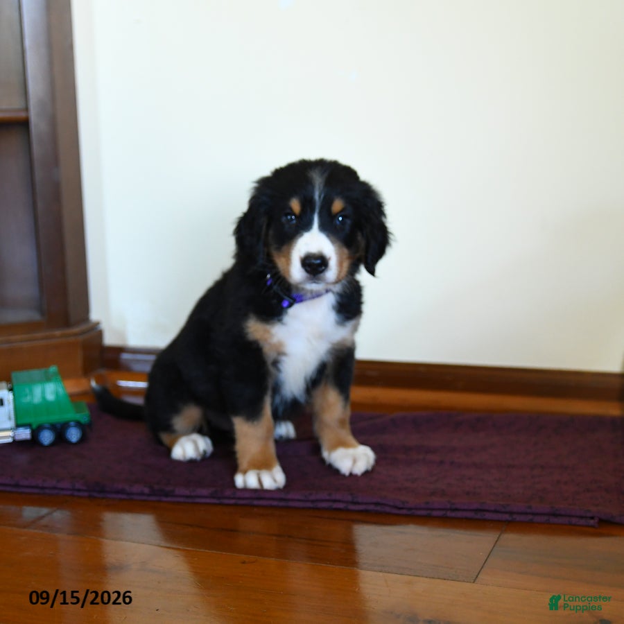Greater Swiss Mountain Dog dogs Wanda - Ad 1