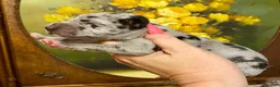 Great Dane dogs for sale: Obisidian Wildfire Flare - Ad 2
