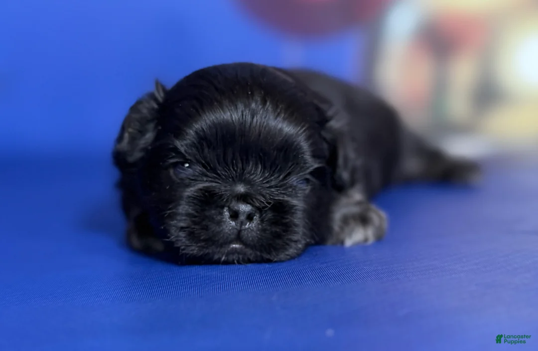 Pekingese dogs for sale: ACA Dobby BLACK and tan - Ad 6
