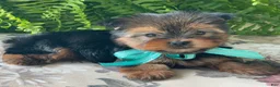 Yorkshire Terrier dogs for sale: Sushi - Ad 6