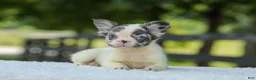 French Bulldog dogs for sale: Kelly - Ad 8