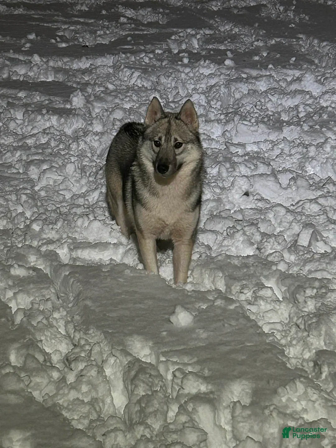 Siberian Husky dogs for sale: Quigley - Ad 2