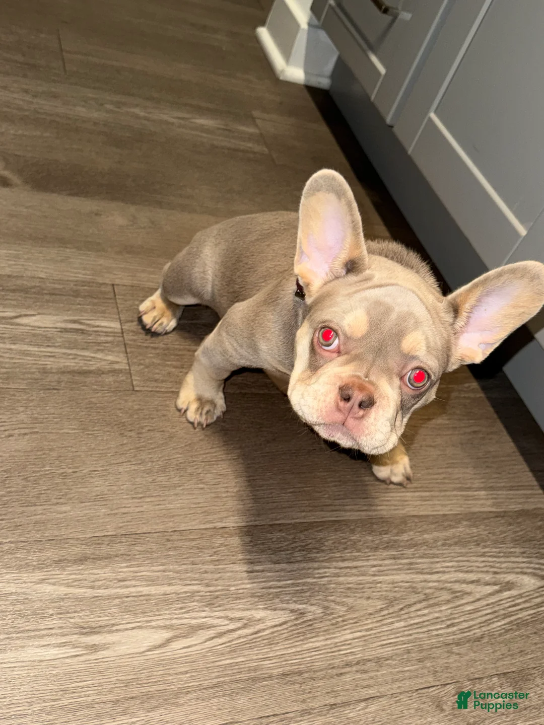 French Bulldog dogs for sale: French Bulldog Puppy 1 - Ad 2