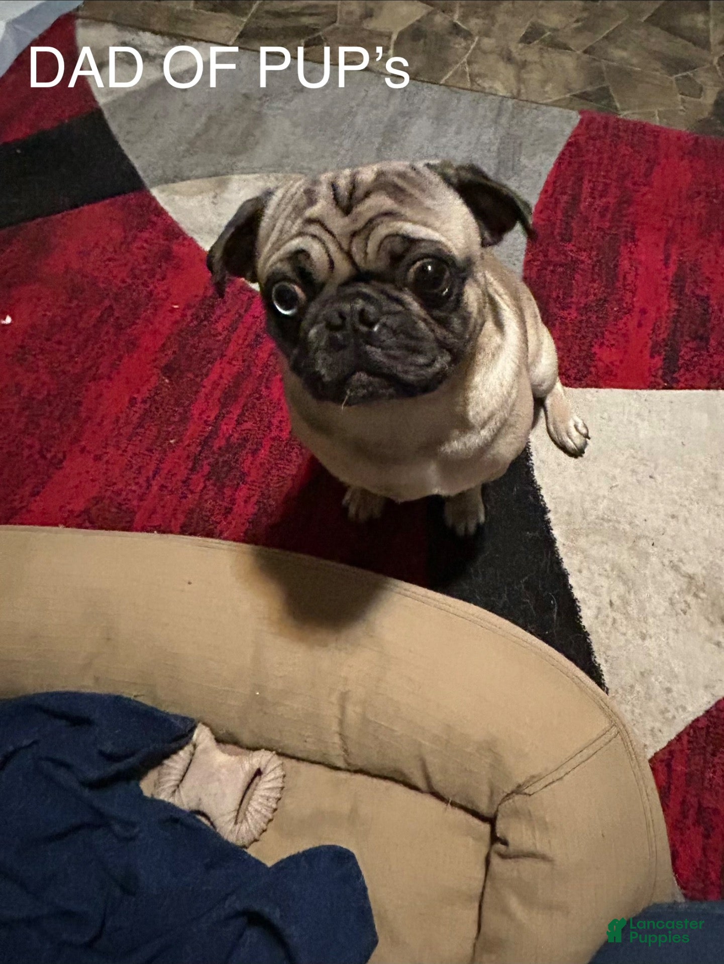 Pug dogs Pug 2 - Ad 40