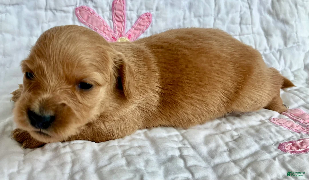 Miniature Dachshund dogs for sale: Cinnamon of Maple Valley Boulevard - Ad 2