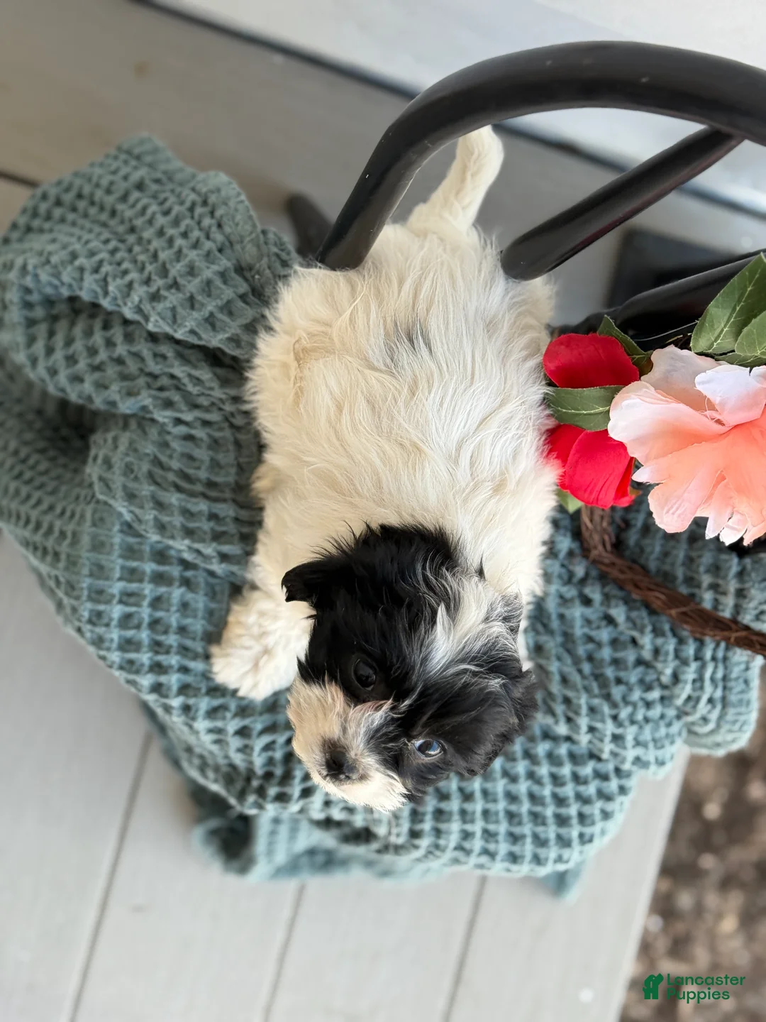 Shihpoo dogs for sale: Glory - Ad 5