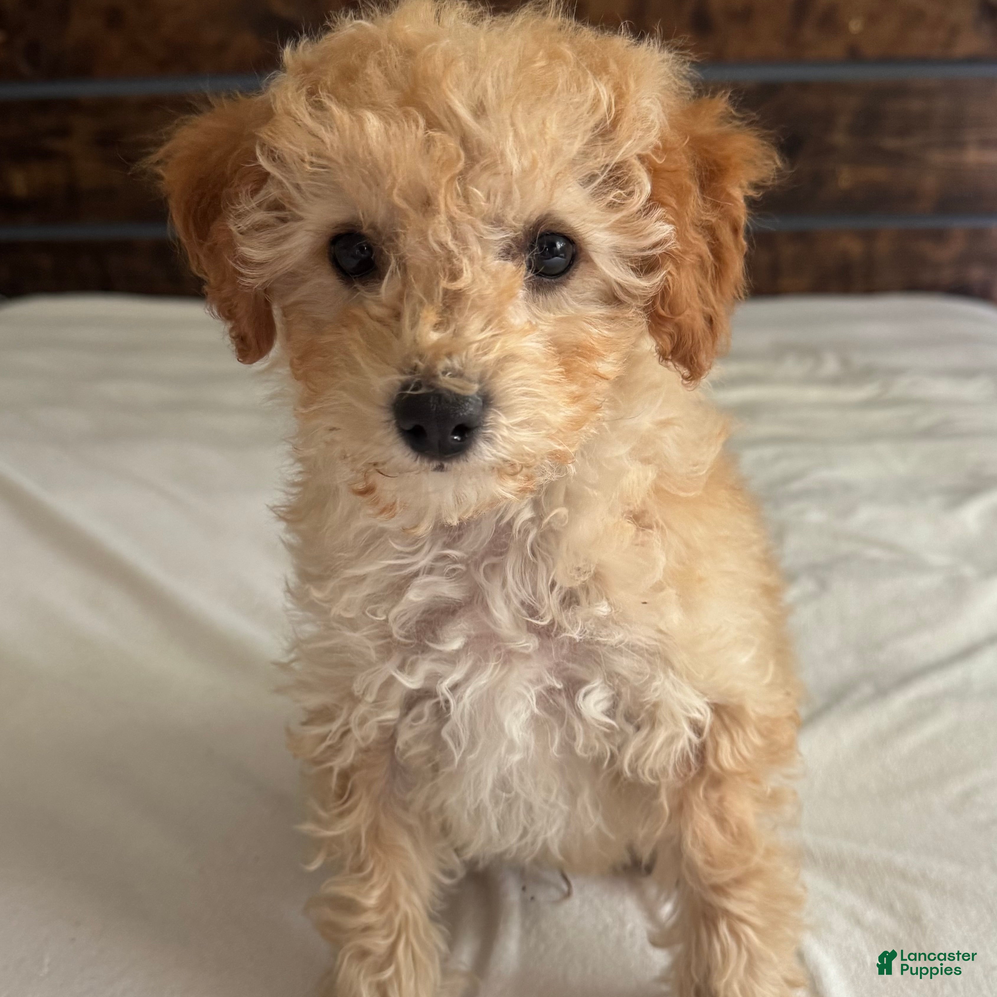 Toy Poodle dogs Honey  - Ad 34