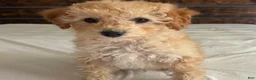 Toy Poodle dogs for sale: Honey  - Ad 1