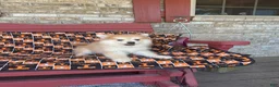 Pomsky dogs for sale: Ryder - Ad 8