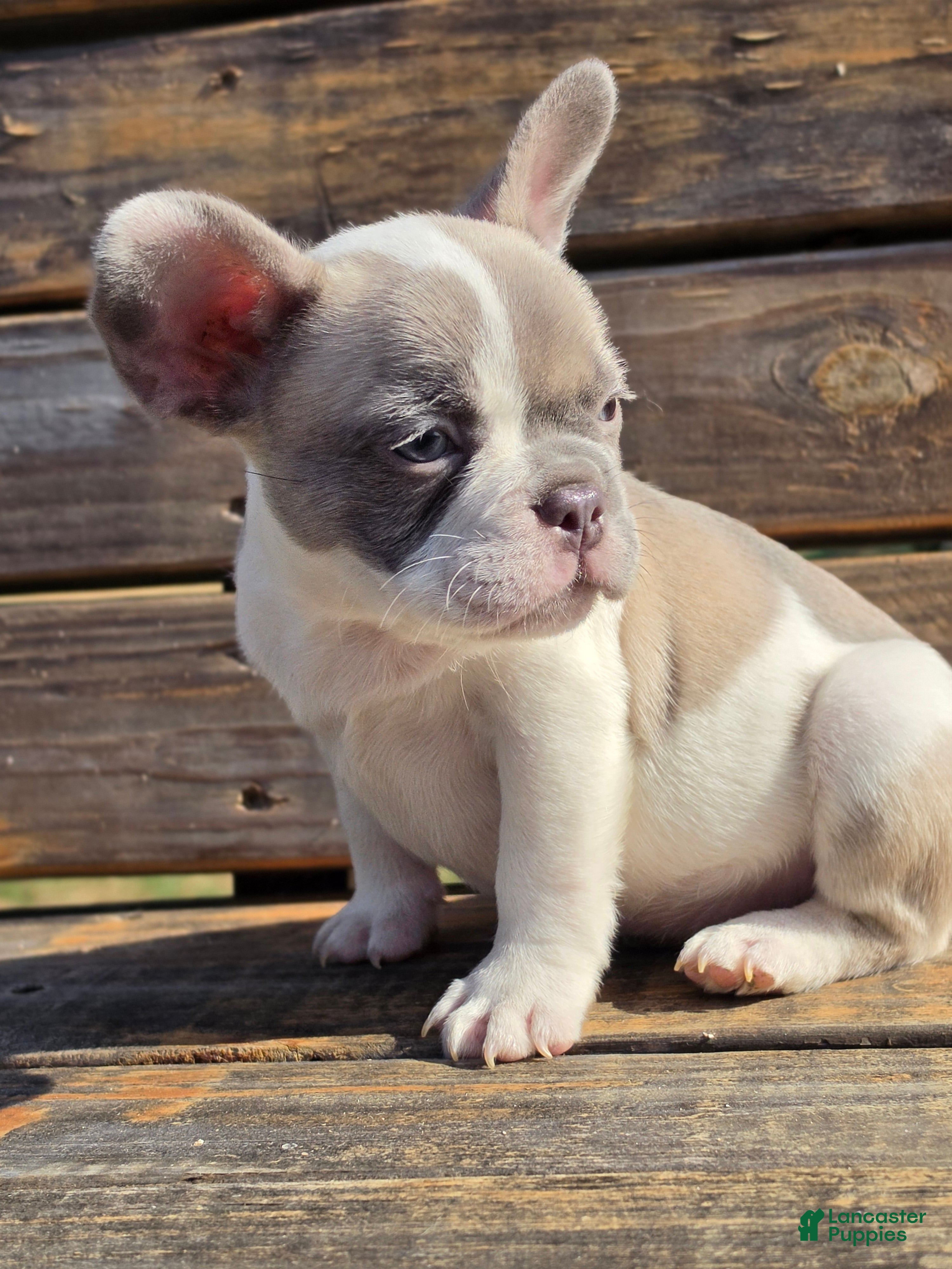 French Bulldog dogs for sale: CODI - Ad 2