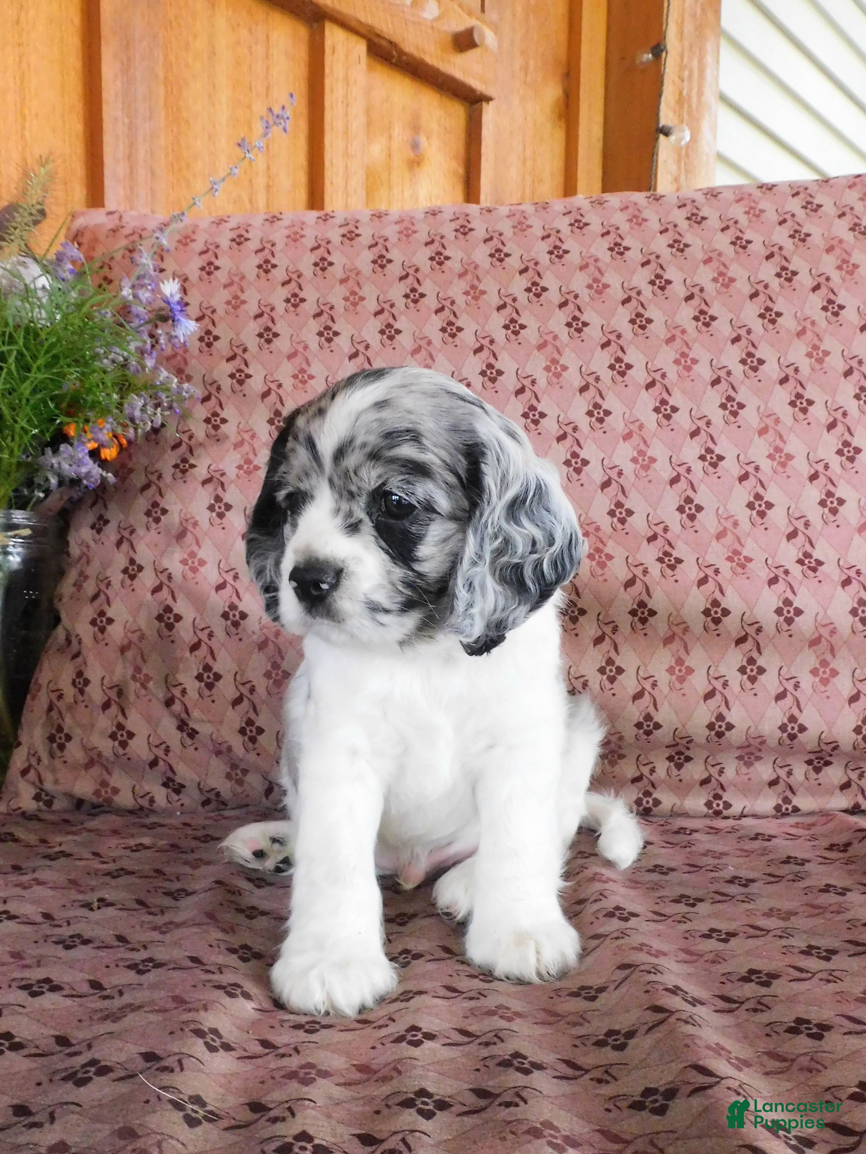 Cockalier dogs Alaska  - Ad 2