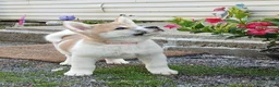 Akita dogs for sale: Willow - Ad 4