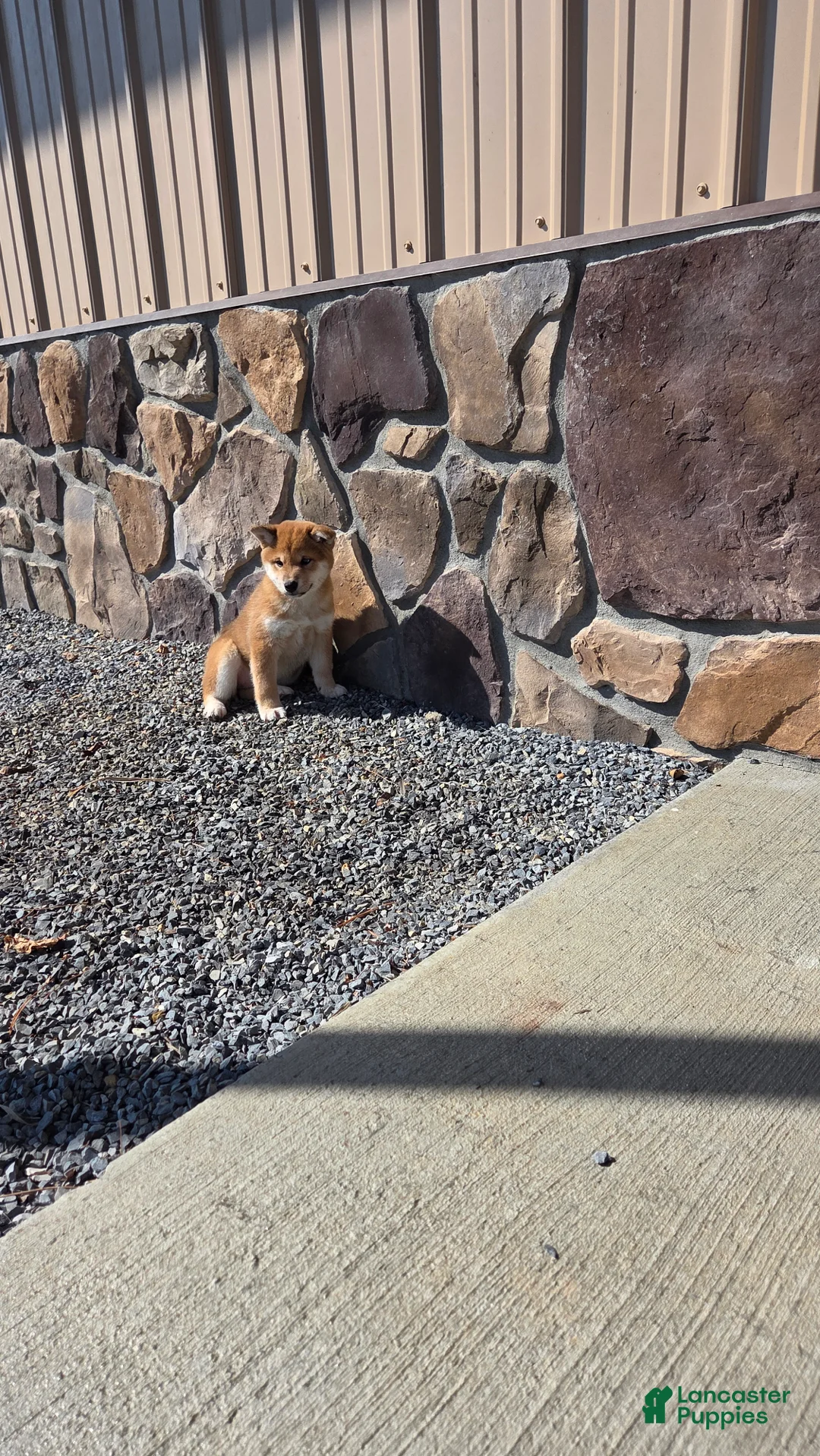 Shiba Inu dogs for sale: Anya - Ad 1