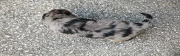 Aussiedoodle dogs for sale: Bailey Standard Sized - Ad 12