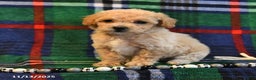 Bichpoo dogs for sale: Trixie - Ad 8