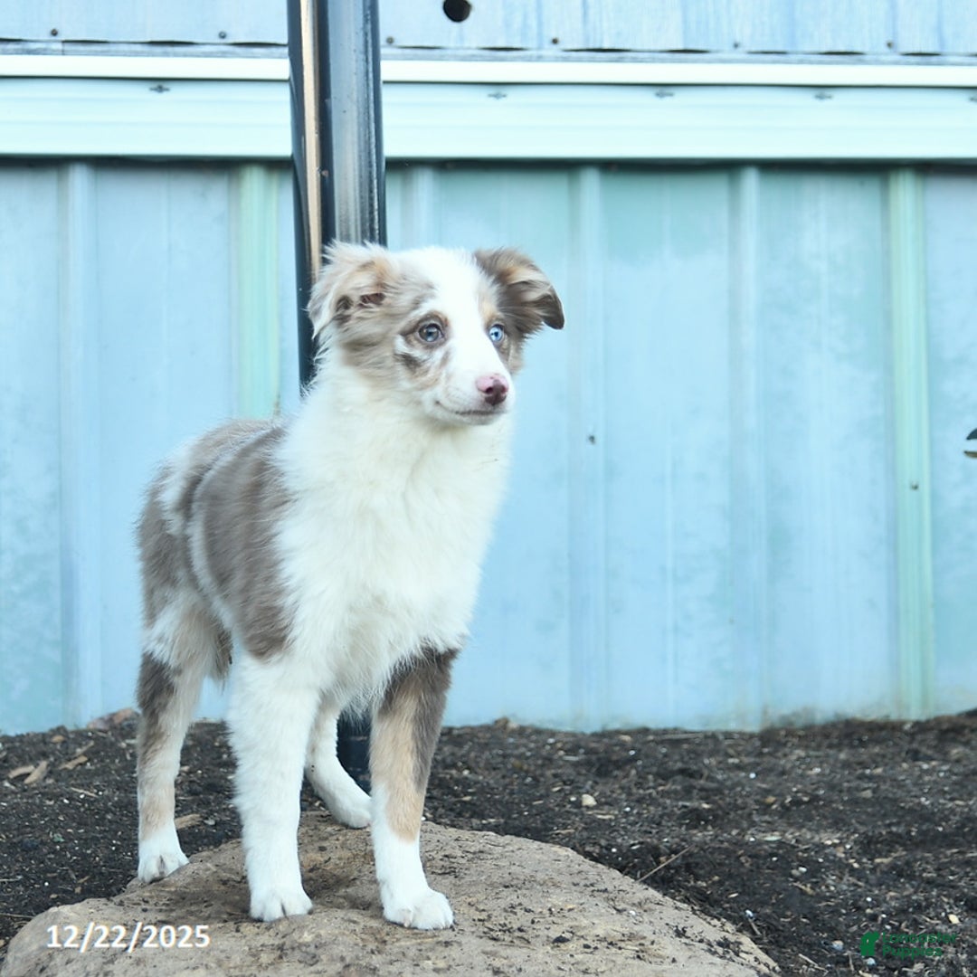 Miniature Australian Shepherd dogs for sale: Winnie - Ad 6
