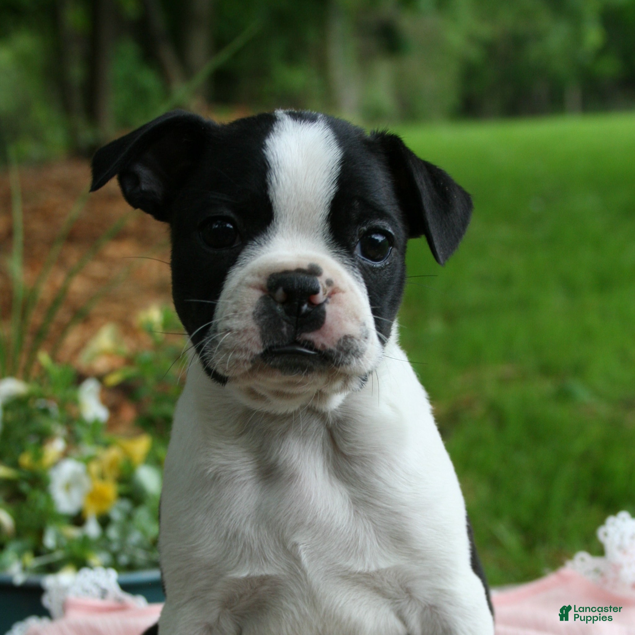 Boston Terrier dogs Bonnie - Ad 39