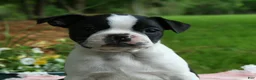 Boston Terrier dogs for sale: Bonnie - Ad 1