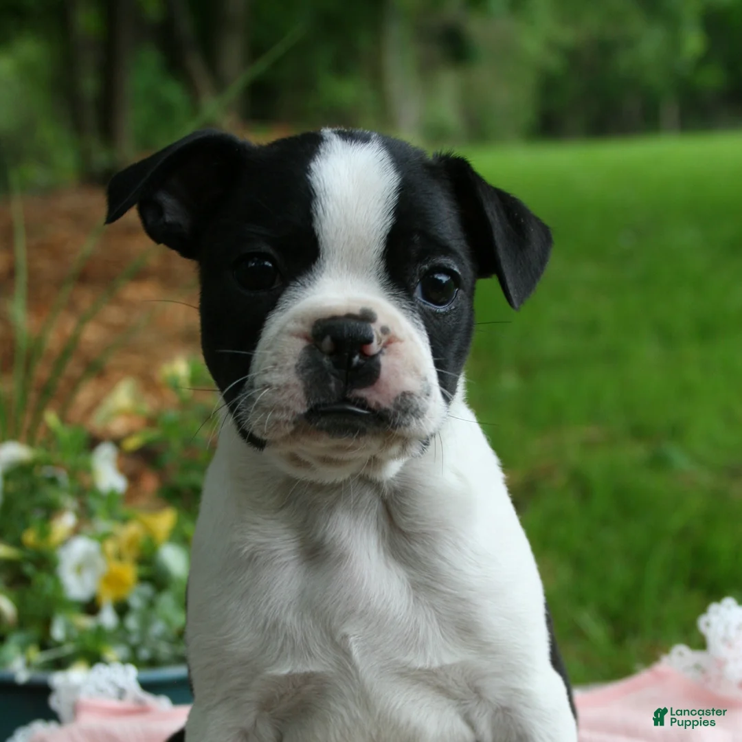 Boston Terrier dogs for sale: Bonnie - Ad 1