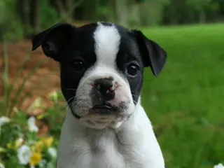 Boston Terrier dogs Bonnie - Ad 39