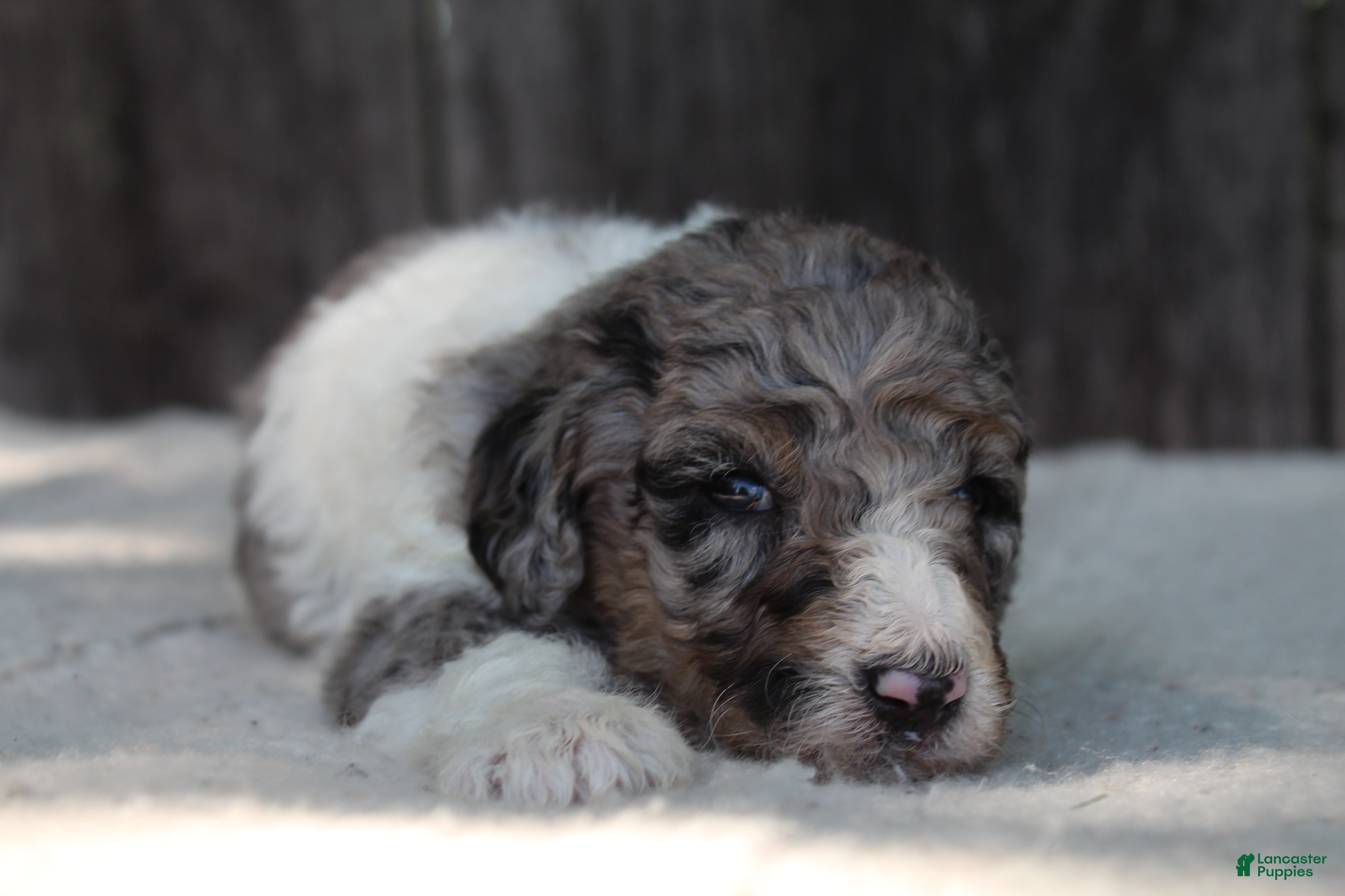 Standard Poodle dogs for sale: Clover AKC standard poodle - Ad 3