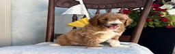 Goldendoodle dogs for sale: Coco - Ad 6