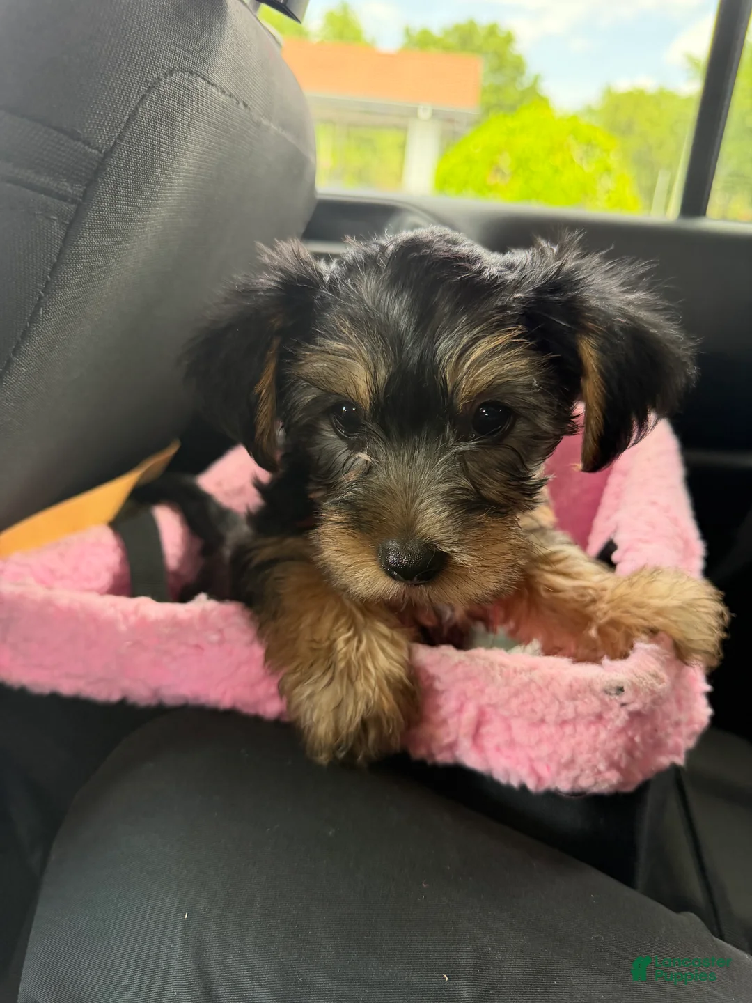 Yorkshire Terrier dogs for sale: Yorkshire Terrier Puppy 1 - Ad 2