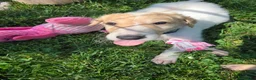 Borzoi dogs for sale: Arthur - Ad 3