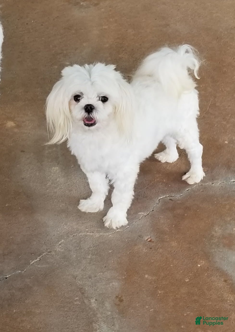 Maltese dogs for sale: Bo - Ad 2