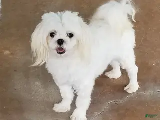 Maltese dogs for sale: Bo - Ad 2