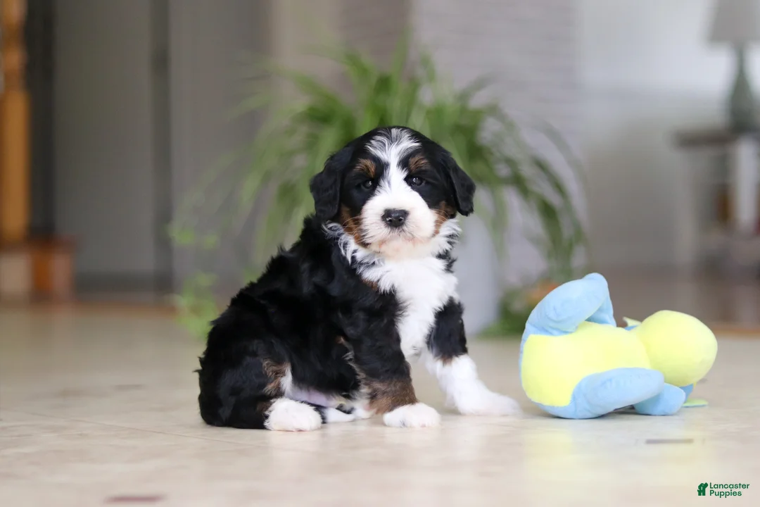 Mini Bernedoodle dogs for sale: Ricco - Ad 2