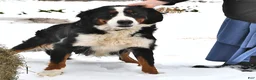 Mixed Breed dogs for sale: Riley - Ad 6