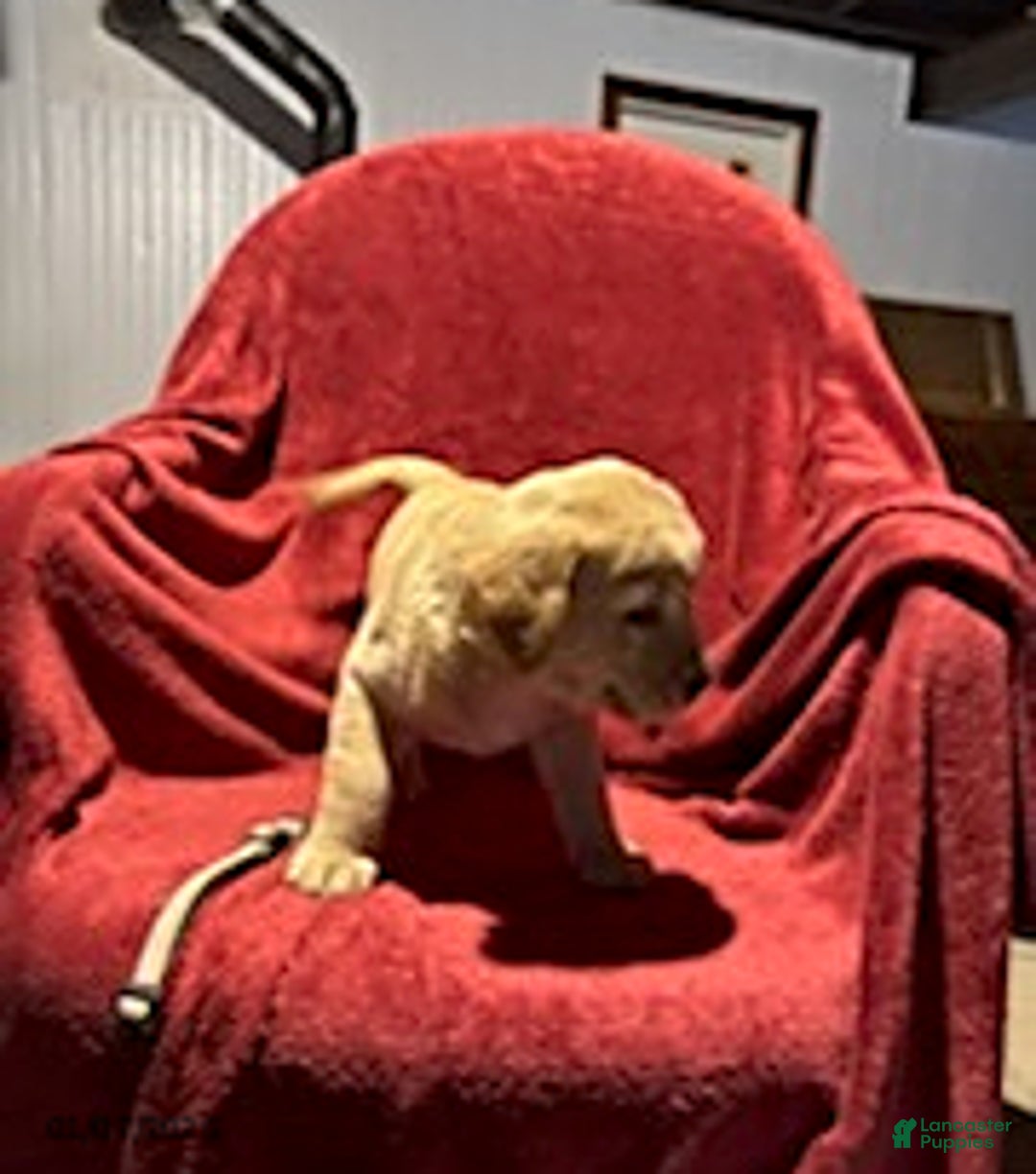 Goldador dogs for sale: Ava - Ad 7