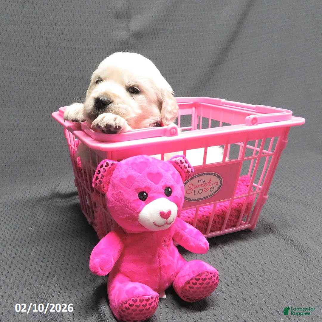 Golden Retriever dogs for sale: Missy - Ad 12