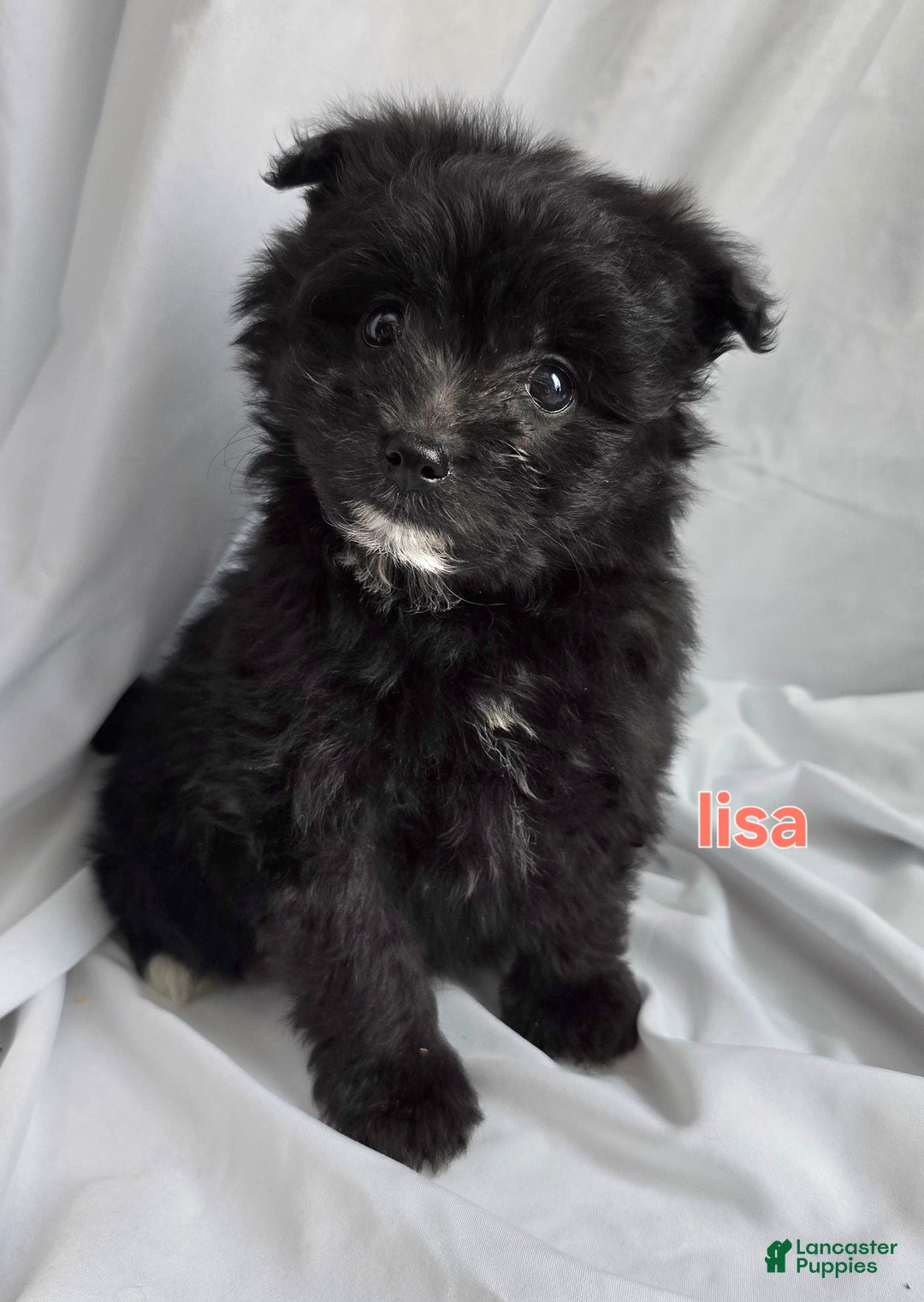 Pomapoo dogs for sale: Pomapoo Puppy 1 - Ad 1