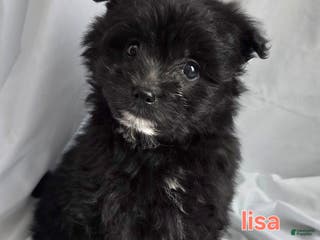 Pomapoo dogs Pomapoo Puppy 1 - Ad 11