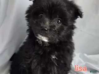 Pomapoo dogs Pomapoo Puppy 1 - Ad 12