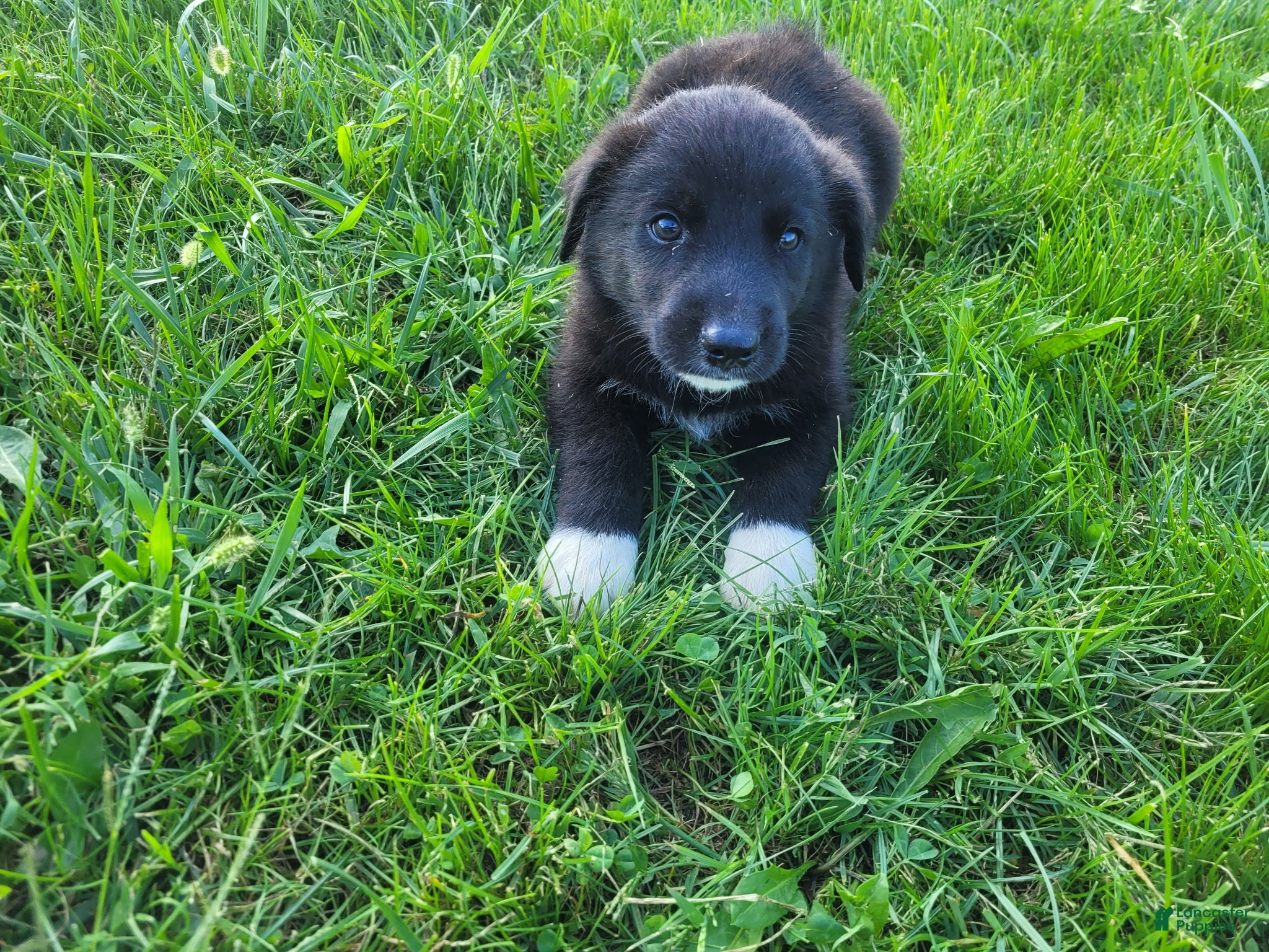 Sheprador dogs John  - Ad 11