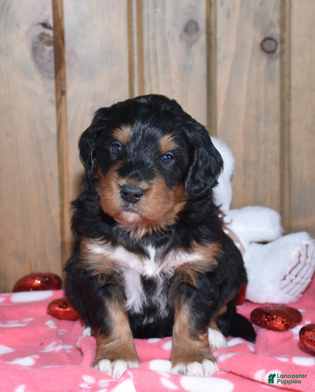 Mini Bernedoodle dogs for sale: Monte - Ad 2