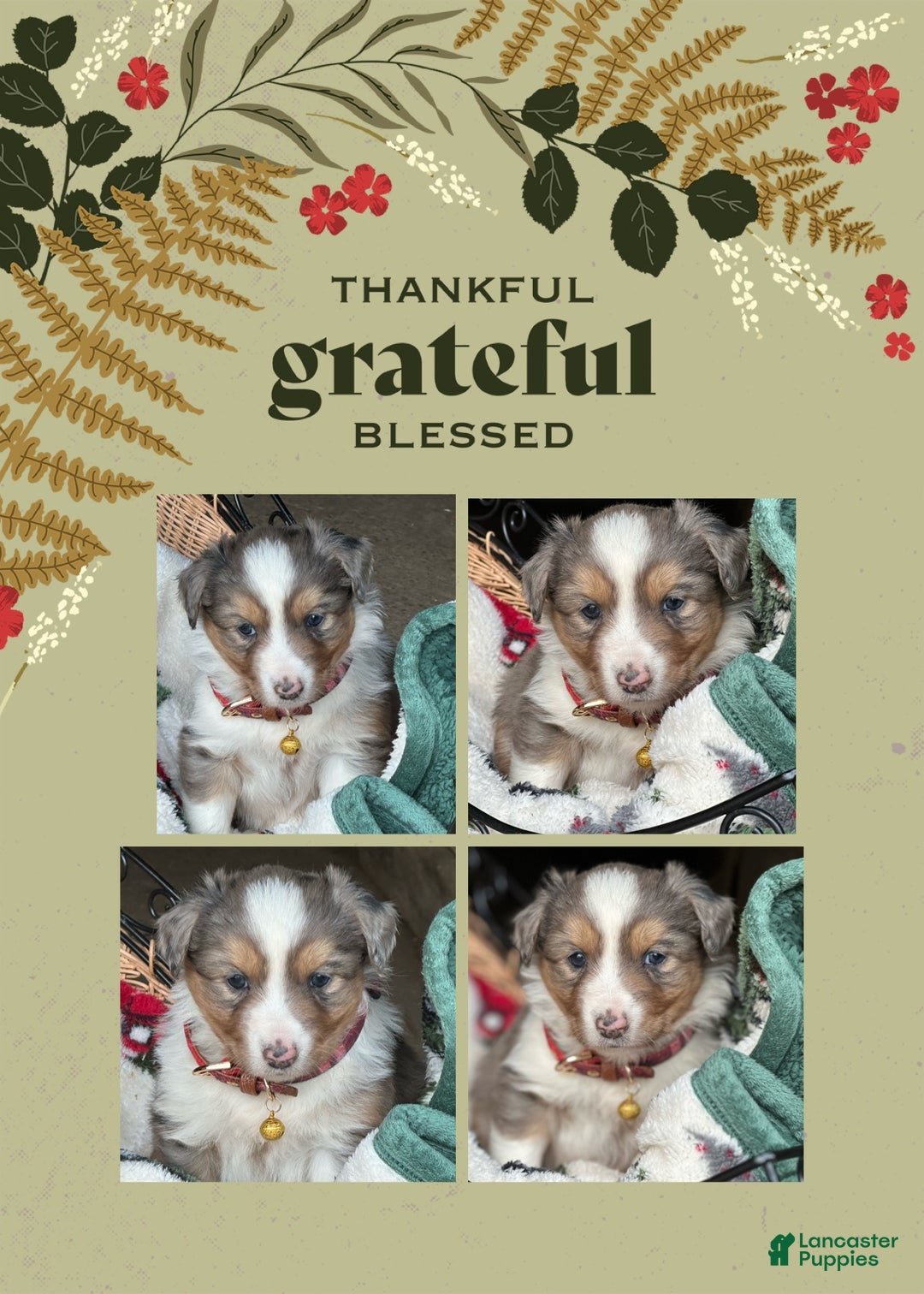 Miniature Australian Shepherd dogs for sale: Cookie - Ad 5