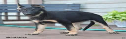 German Shepherd dogs for sale: Freya - Ad 5
