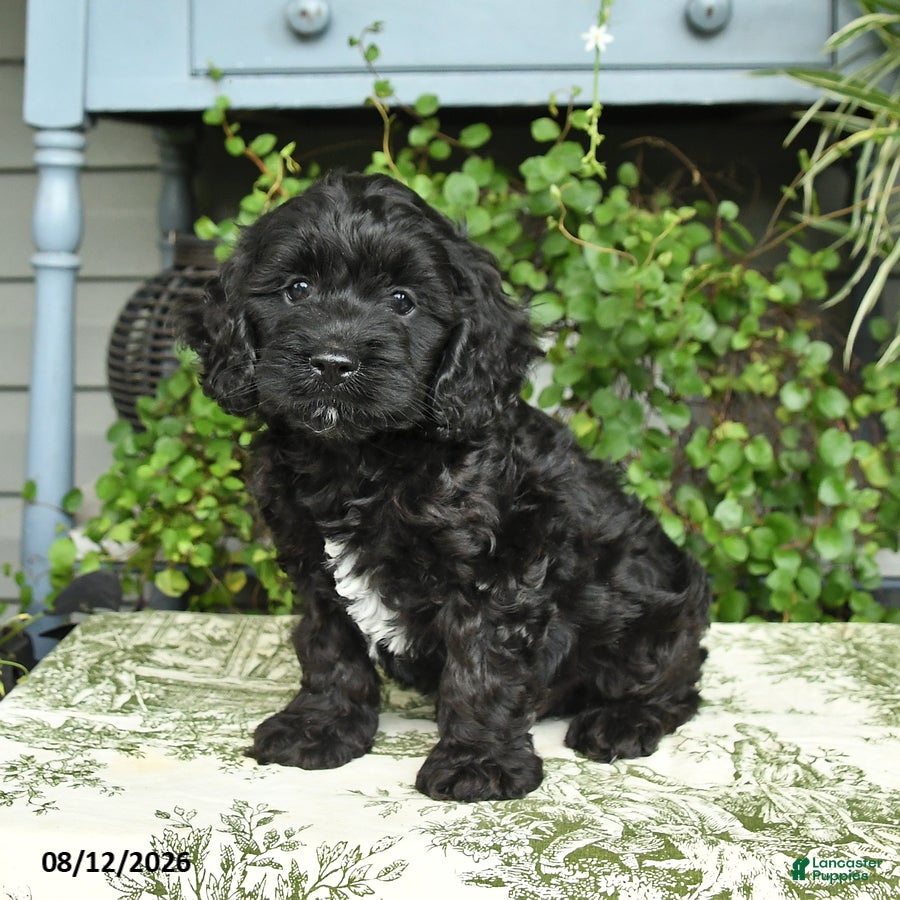 Cockapoo dogs Buddy - Ad 2