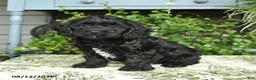 Cockapoo dogs for sale: Buddy - Ad 2