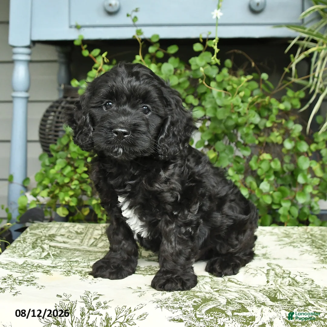 Cockapoo dogs for sale: Buddy - Ad 2