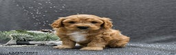 Cavapoo dogs for sale: Prince   - Ad 1