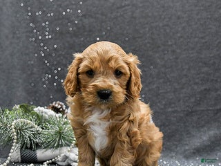 Cavapoo dogs Prince - Ad 2