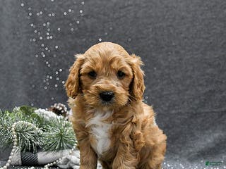 Cavapoo dogs Prince - Ad 41