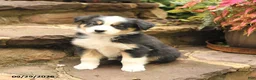 Australian Shepherd dogs for sale: Max - Ad 4